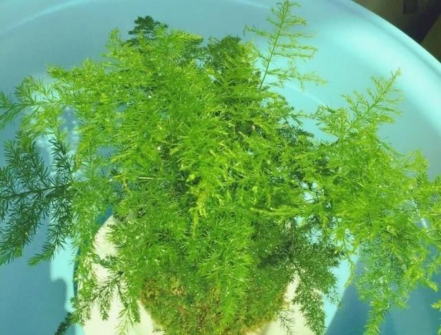  『以水培』春天就养的“5种花”,好养又漂亮,沾土就活,给点水就开花不断!