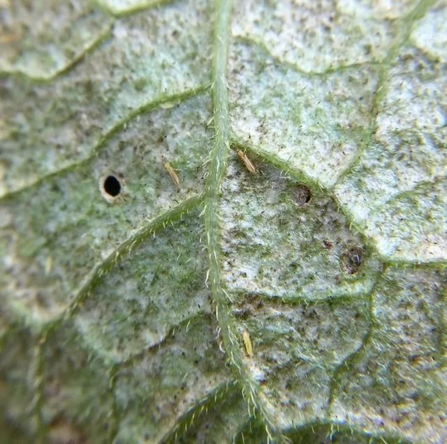  『植物的叶片』预防植物感染虫害要掌握几个技巧，否则容易感染这8种常见害虫