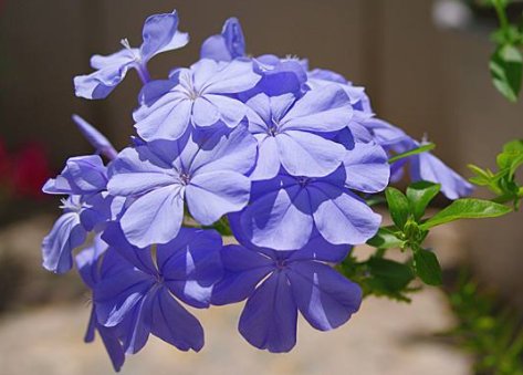  「美艳绝伦」经常爆盆的植物，养在家里生机勃勃，花开美艳绝伦，四季如春，美