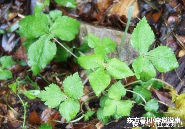 农村山沟里的野草，农民叫“鸭脚草”，15元斤，可惜少人知道