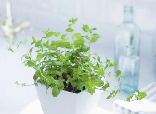  #补充水分#在花盆里养出能不断掐叶的薄荷，一周就能收获一两次