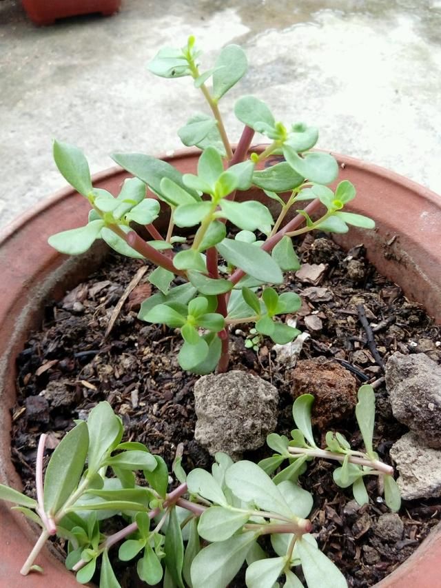 【嫁接】手把手教你嫁接太阳花的图文教程,学会了嫁接五颜六色太阳花