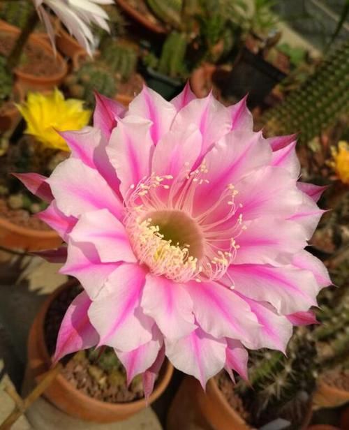  『剪掉』新买的仙人球，剪掉“腐烂根”，个个爱开花，比茉莉、栀子还漂亮