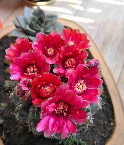  够快速：养花最怕“乱浇水”，按照此“原则”，能省“十年养花功”