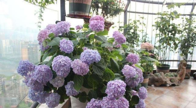 『解决』绣球养的干巴巴?都是心急臭毛病,3招解决干枯问题