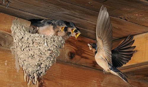  「发生」家里有燕子窝，预示这3件事要发生，农民不要打也不要赶