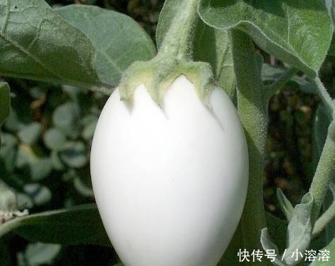  #果子#南方1种蛋树，秋天一到，果子挂满，就像一个个“鸡蛋”挂在树上