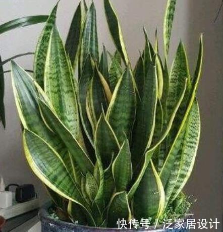 「茉莉花」“3种花”养卧室,改善睡眠质量,睡得香,很多花友都喜欢!