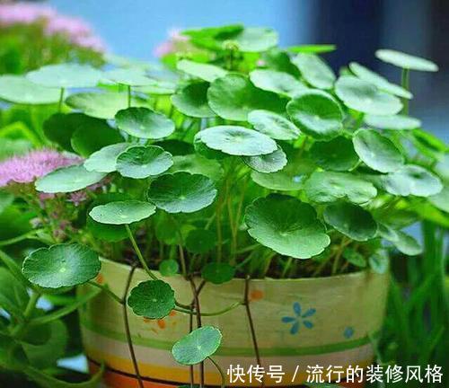  『铜钱草』这2种花最喜欢喝水了，到了盛夏一定要多浇水，不断水就不萎蔫