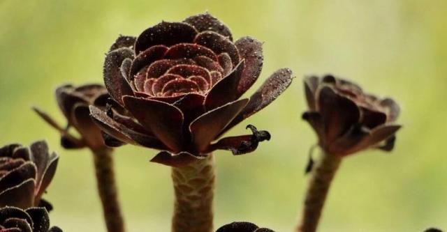 矮小|个子矮小的多肉很“脆弱”,这么养才能安全度夏,3个要点少不了