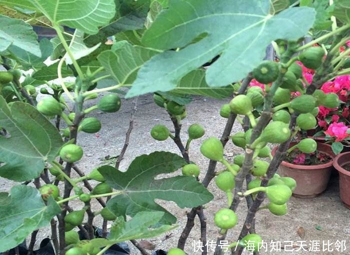  『果实』盆栽无花果树怎么养？学会3个小技巧，果实挂满枝头