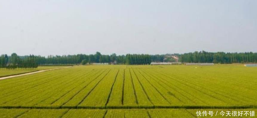  耕地@未来，中国的耕地到底由谁来耕种？中国的粮食到底会由谁来