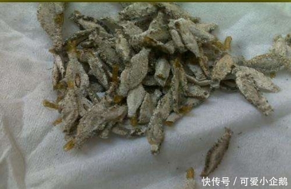 在家如果发现这样的虫子，千万别忽视，可以尽量避免损失