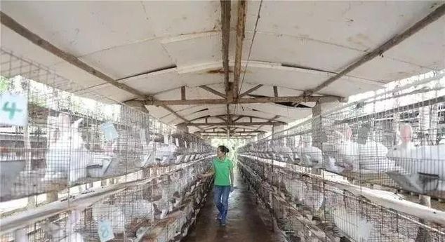  我国■2019年我国养殖业前景分析，养鸡、养猪、养牛羊的都来看