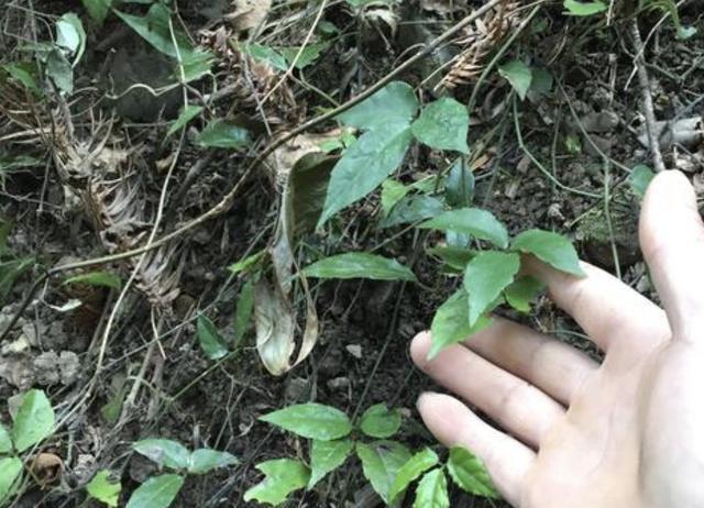 生姜|农地里有1种“绿植”,块茎和生姜一样大,人称“蛇附子”,珍贵