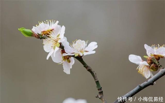 梅花的梅花的画