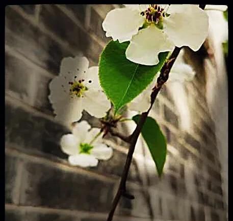  养花：养花为谁？赏花何人？