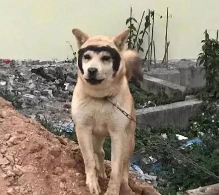  「哈士奇」哈士奇和田园犬生下了孩子，可没想到居然只遗传它一张脸，笑疯了