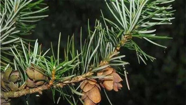 中国最“贵”的树木：美国曾用波音飞机换取幼苗，却被国人婉拒！