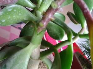  适合：春天适合嫁接，剪点长寿花嫩枝，嫁接玉树上，同时开出3个色