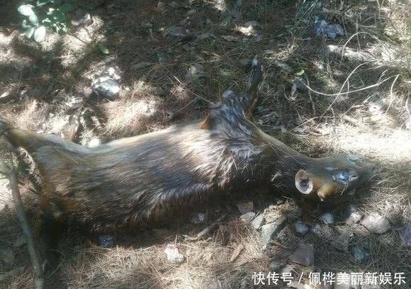  『钓友』钓友深潭中发现野物落水，网友：里面“阴气”太重没有鱼