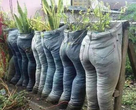 女子收集牛仔裤，在牛仔裤里面种花草，朋友看到后不敢去她家做客