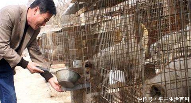  野味|曾是稀有野味，如今有人养殖，一斤3元却很少人吃过