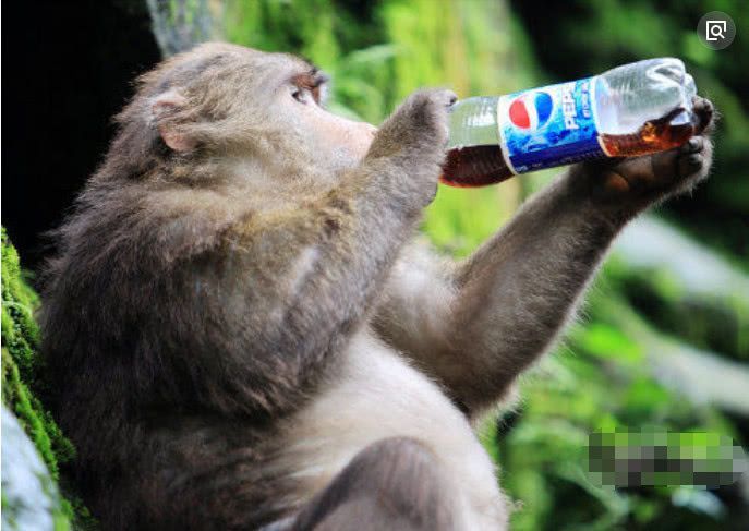 峨眉山上的猴子拦路打劫游客，但最怕这样东西，游客：智商比我高
