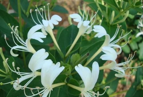  药用价值：“5种”常见花卉，“药用价值”高，以前小看啦