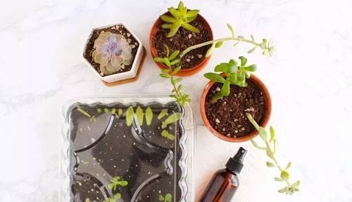  #要及时剪掉#室内植物要怎么修剪，才能长得更加健康？
