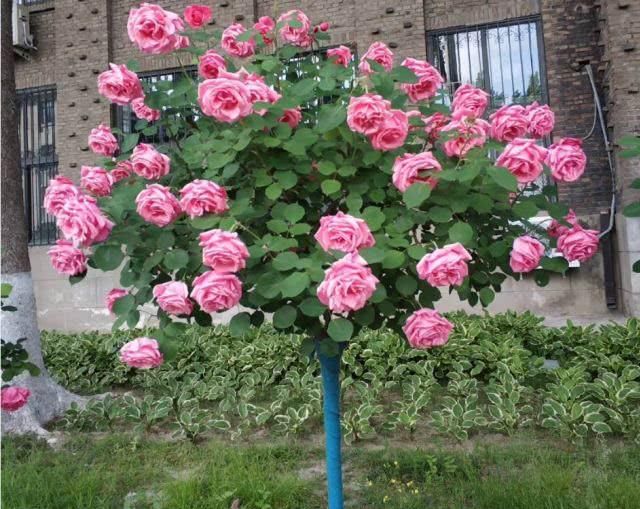  「多姿多彩」月季花：多姿多彩，美轮美奂，居然还能长到树上？