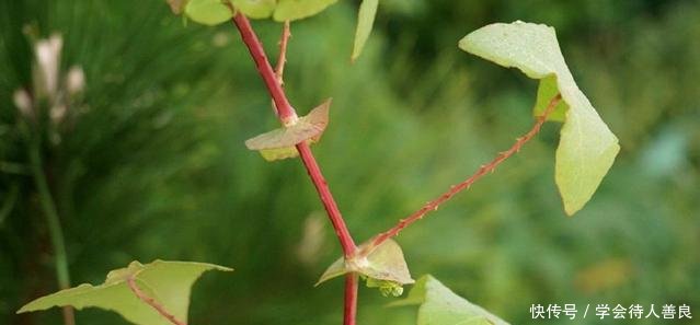 农村这种野草，蛇见了掉头就跑，人称“蛇不过”，治蛇伤却有奇效