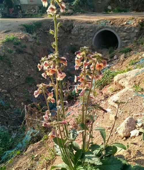 更是:野外1种花,开花很漂亮,根更是宝贝,你家后山就有,别当杂草