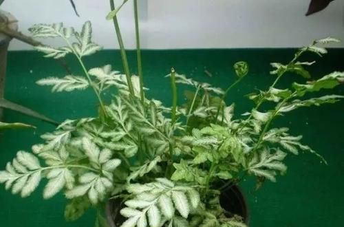  『卫生间里面』卫生间里养这些植物好活，潮湿高温也不容易出问题，看着清新自然
