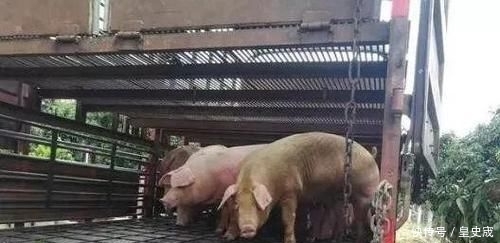  大棚■不用盖猪舍也能养猪，快来看一下养猪大棚的建设方法吧！