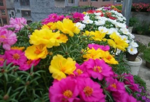  「开花」盆栽太阳花，使劲“虐待”，憋满侧芽，花似小牡丹，开满大阳台