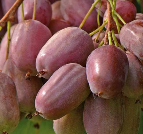  【又一新】永别了玉米，我国又一新型农产品，插土就活，来年就