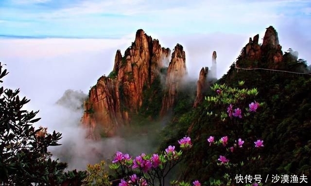 绚丽多彩■猴头杜鹃花~枝繁叶茂,绚丽多彩