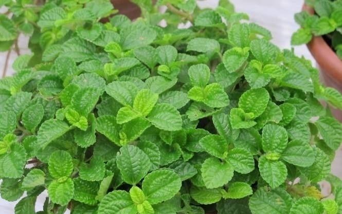  『吸毒草』此花，可以很好的吸收烟味和二手烟气。