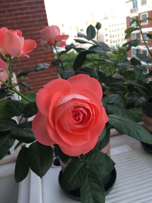  #盆栽#国外超流行的盆栽，全年开花，花香四溢，好看又好养，很值得入手