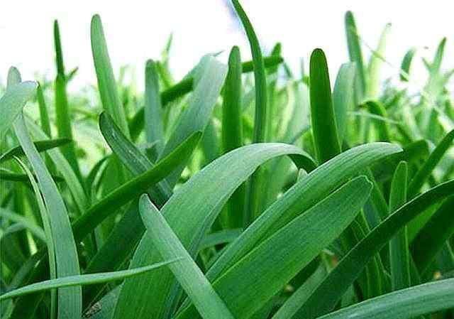#种子#冬天阳台种什么菜?这“2种”,耐寒好养收获多,吃完一茬又一茬