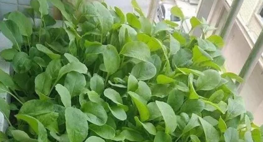 『漂亮』家里种上4种“有机菜”,漂亮好吃,不怕菜价贵,吃完一茬又一茬