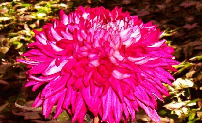 『翻飞』喜欢玫瑰,不如养盆“珍品菊花”紫燕翻飞,似芬芳燕舞,丰姿绰约