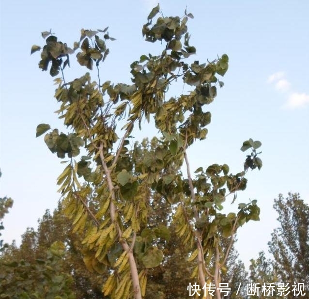 艳丽@紫荆花早春叶前开放,无论枝、干布满紫色花朵,艳丽可爱