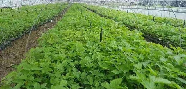 农村一树上长着毛茸茸的果实，被称为肾宝，摇身一变成为发财树