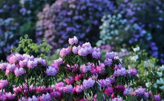 春天最美的十二个地方，你最想去哪个？