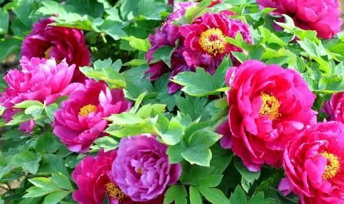  『室内』室内养护花卉，就要掌握技巧，才能花大色艳，长势茂盛