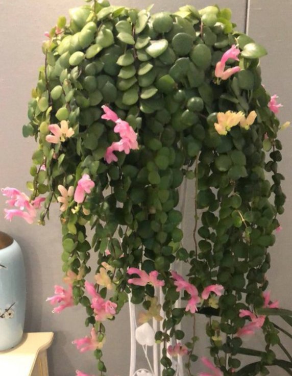  叶吊兰■这8种花,养一棵就成瀑布,窗帘都不用买了!