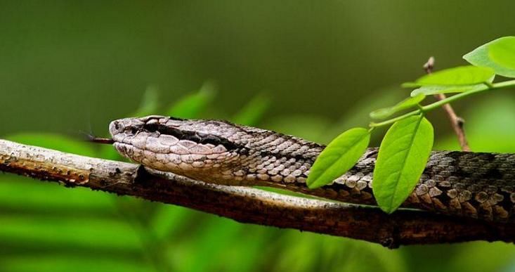 中国唯一蛇岛，生活着2万多条毒蛇，有专人为其服务！