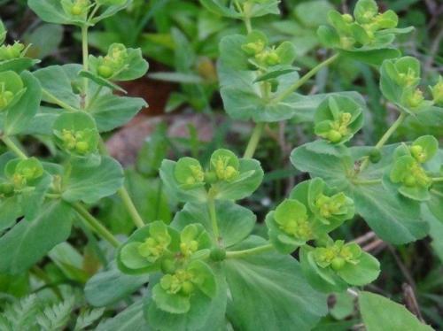 农村称为“叶上黄金”的植物，以前人们不愿意触碰，其实价值珍贵